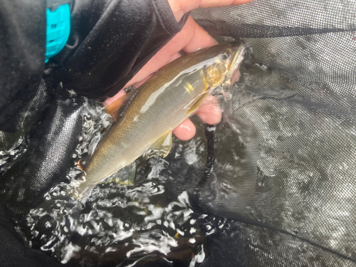 アユの釣果