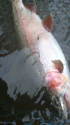 ニジマスの釣果