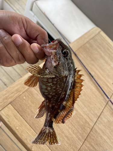 カサゴの釣果