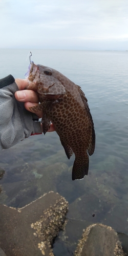 オオモンハタの釣果