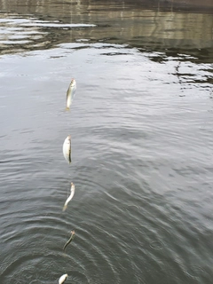 サッパの釣果