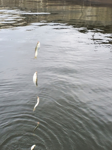 サッパの釣果