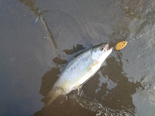 ニジマスの釣果