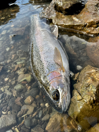 ニジマスの釣果