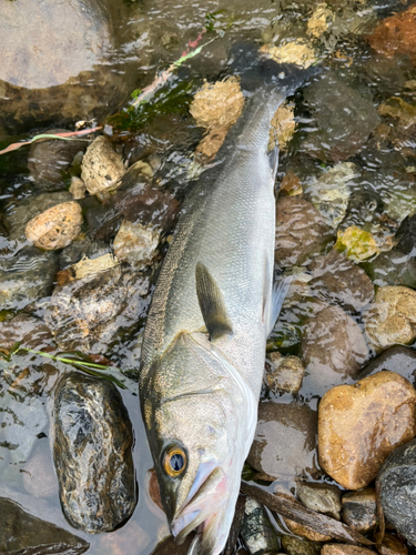 釣果