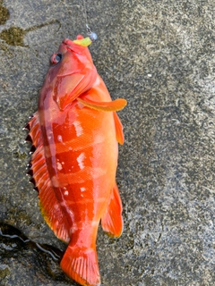 アカハタの釣果