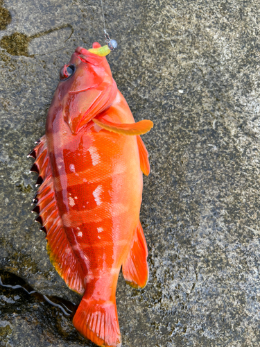 アカハタの釣果