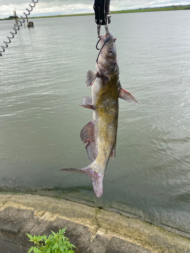 アメリカナマズの釣果