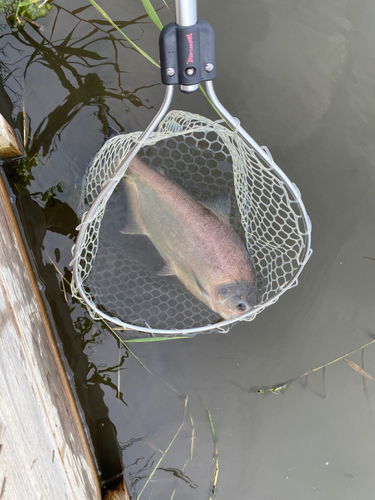 コロソマの釣果