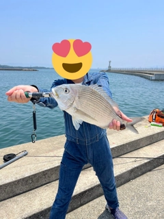 ヘダイの釣果