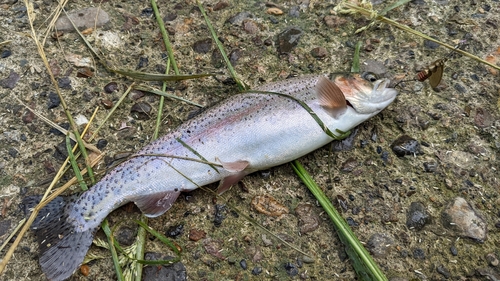 ニジマスの釣果