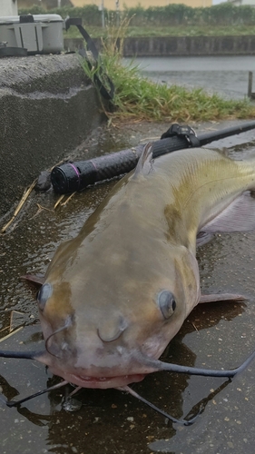 ナマズの釣果