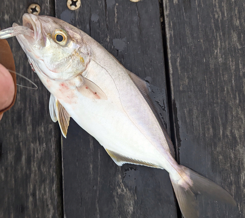 ショゴの釣果