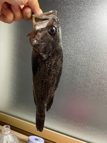 クロソイの釣果