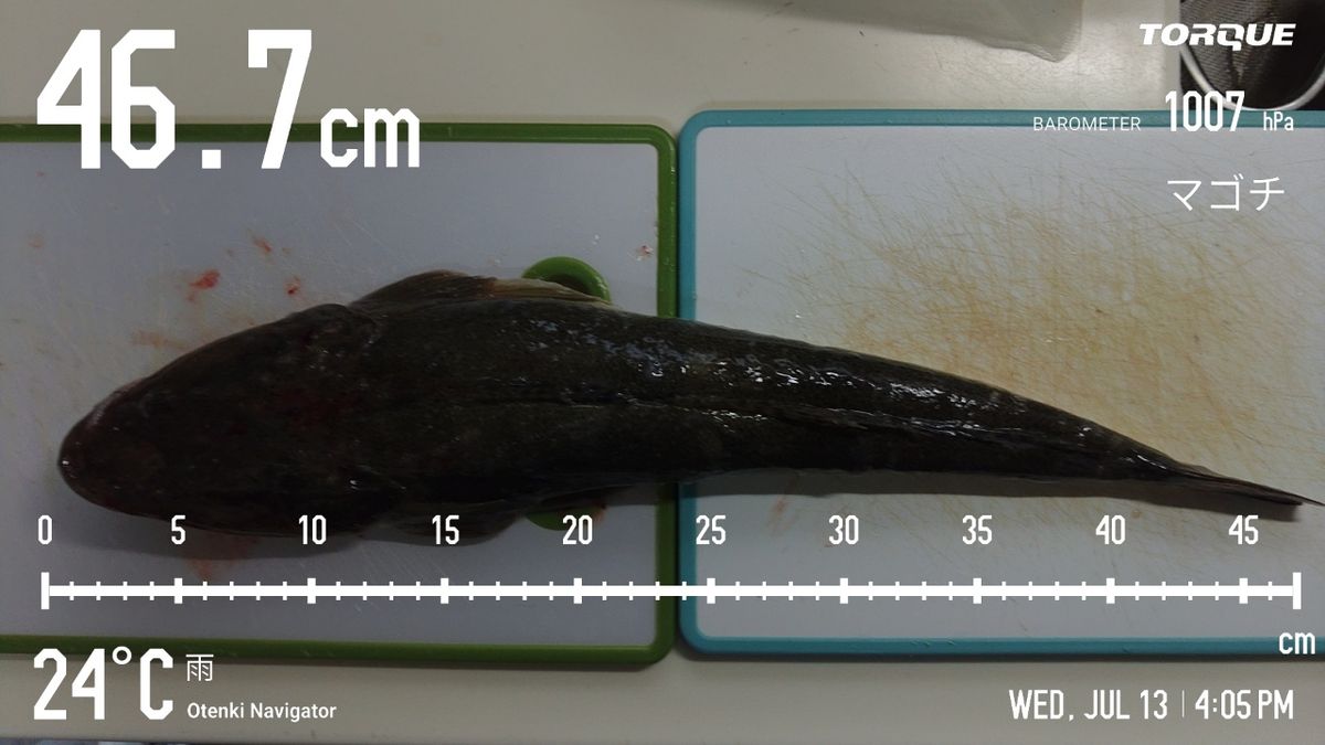 でっけさんの釣果 3枚目の画像