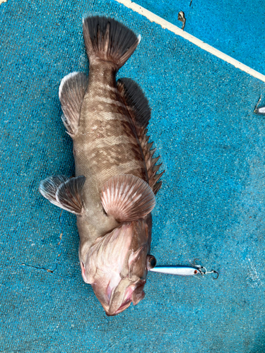 マハタの釣果