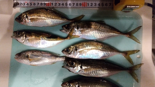 アジの釣果