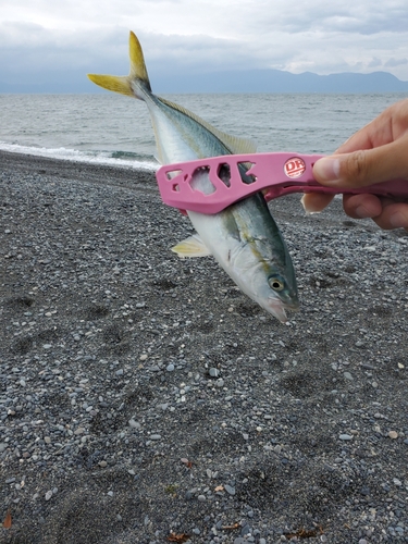 ワカシの釣果