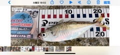 マアジの釣果