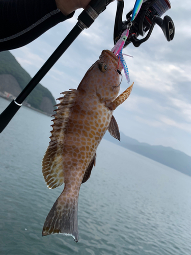 オオモンハタの釣果