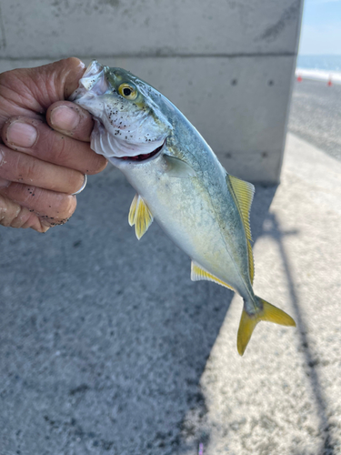 ワカシの釣果