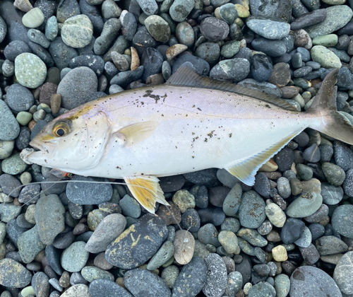 ショゴの釣果