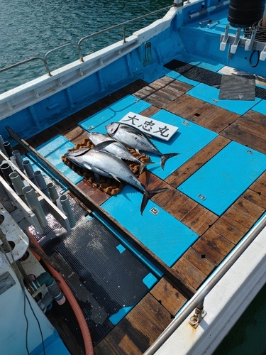 メバチマグロの釣果