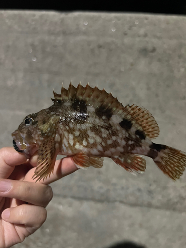 カサゴの釣果