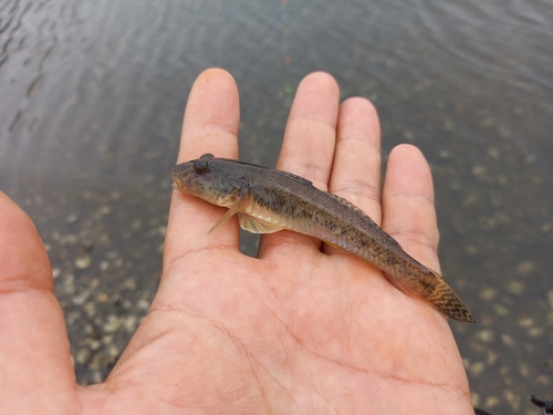 マハゼの釣果