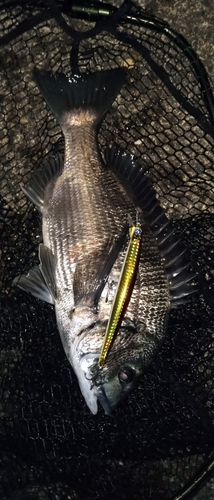 クロダイの釣果