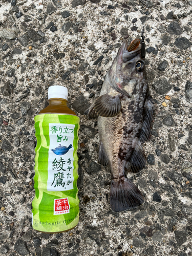 クロソイの釣果