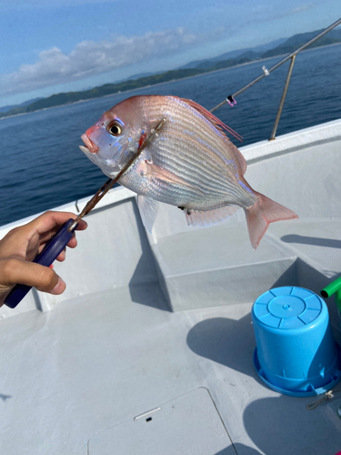 チダイの釣果