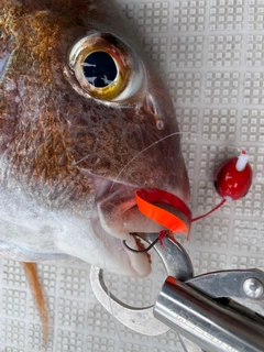 タイの釣果