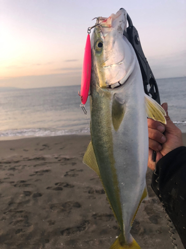 イナダの釣果