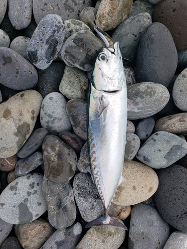 マルソウダの釣果