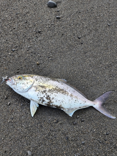 ショゴの釣果