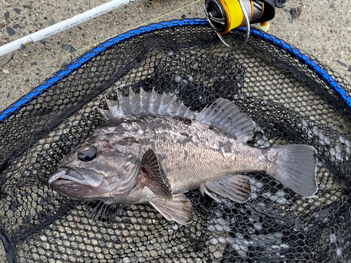 クロソイの釣果