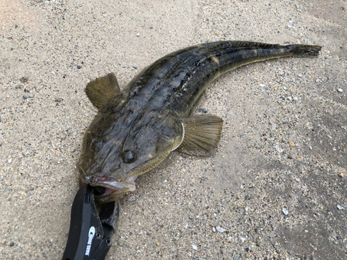 マゴチの釣果