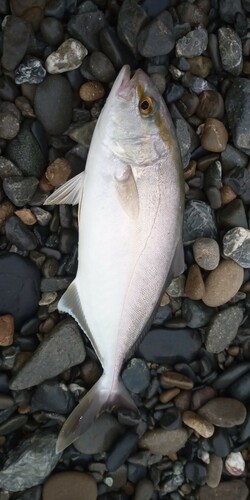 カンパチの釣果