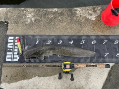 マナマズの釣果