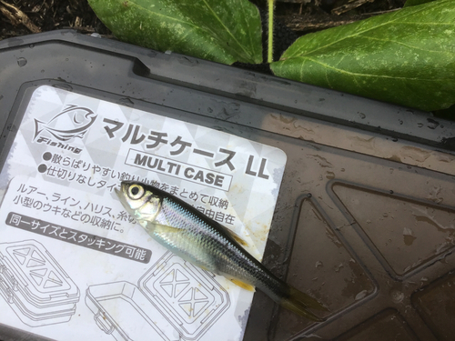 カワムツの釣果