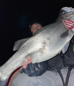 ヒラスズキの釣果