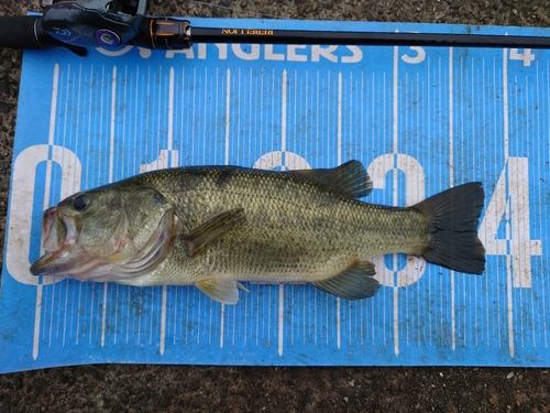 ラージマウスバスの釣果