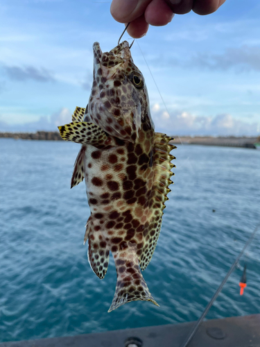 イシミーバイの釣果