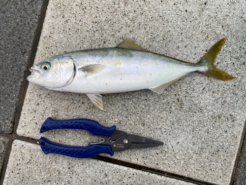 ツバスの釣果