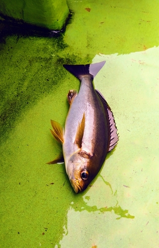 イサキの釣果