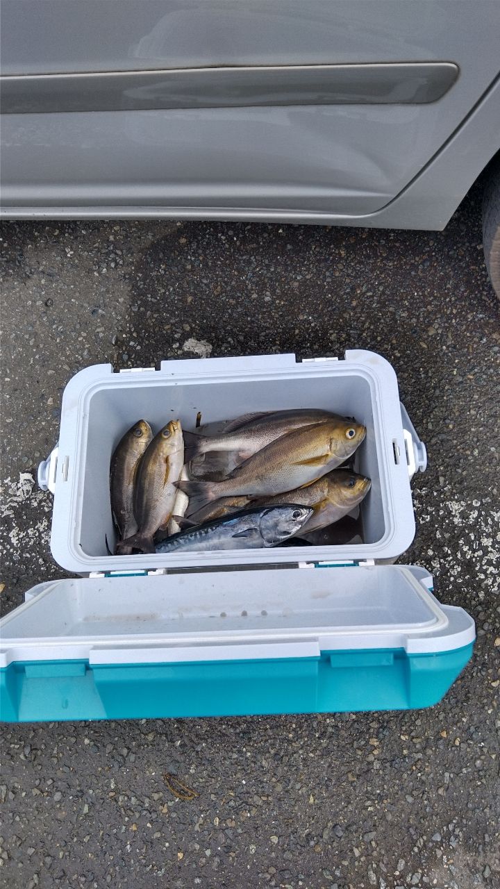 トラウトアングラー隊(海ちょっちゅね)さんの釣果 3枚目の画像