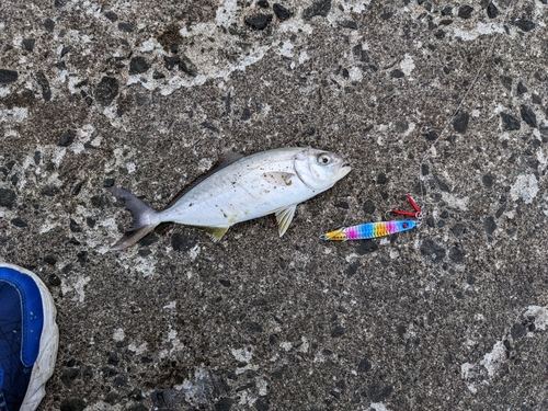 ショゴの釣果