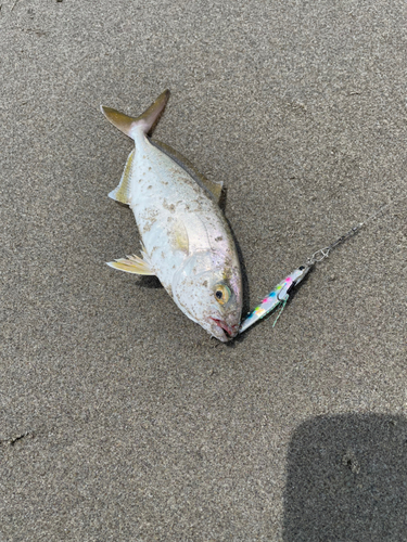 ショゴの釣果