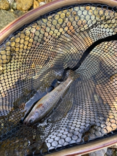 イワナの釣果